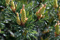 Pinus sylvestris